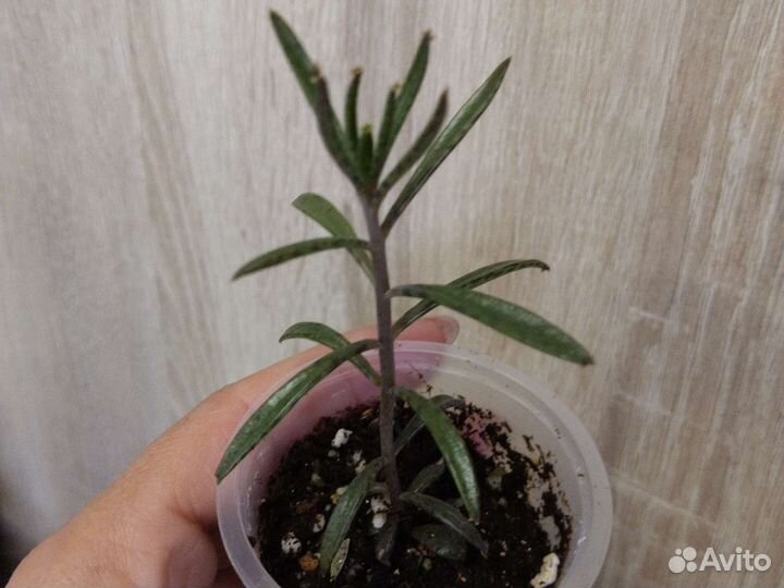 Каланхоэ трубкоцветное (тубифлора)