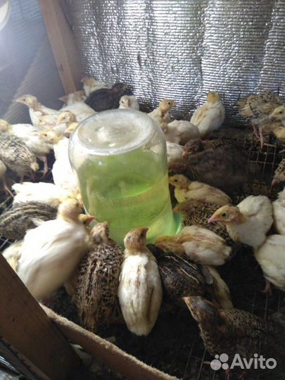 Перепелки и перепелята