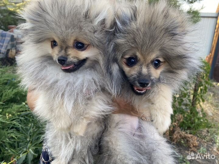 Продам щенков шпица