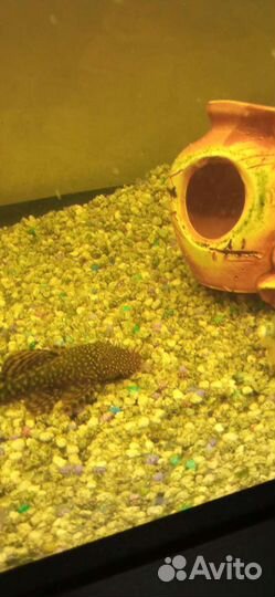 Сомики анциструсы