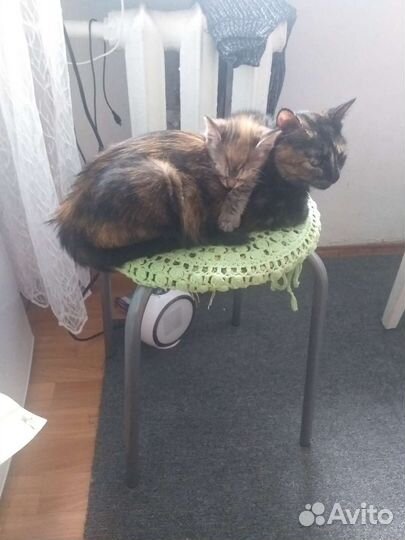 Кошка в добрые руки