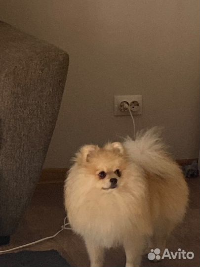 Собаки кобель