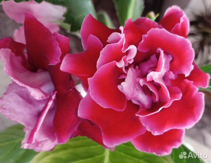 Глоксиния махровая