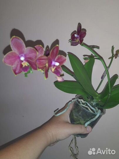 Орхидеи ароматные