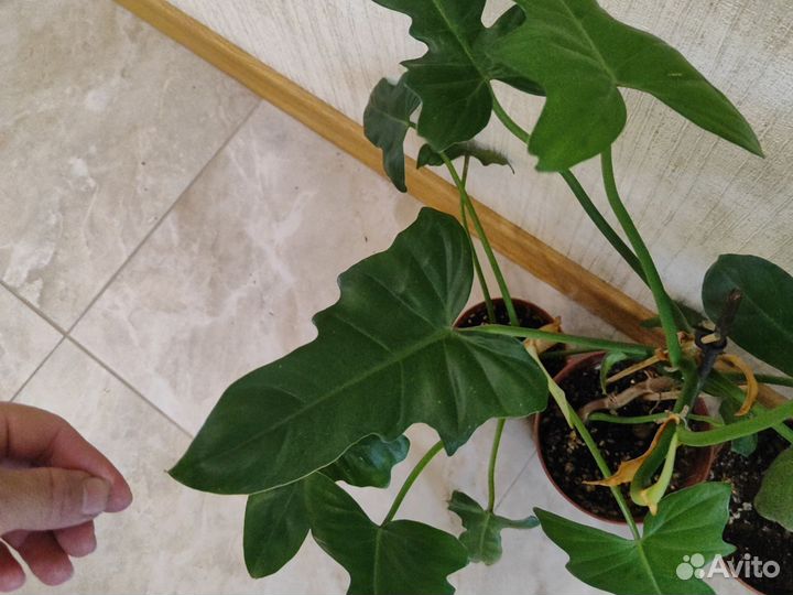 Филодендрон и бегония