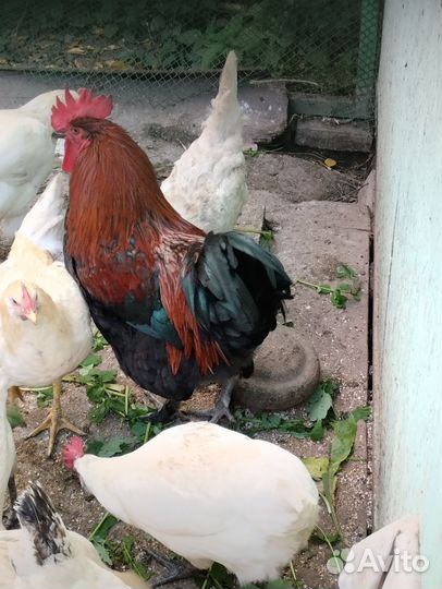 Петух порода Маран -Черно -Медный