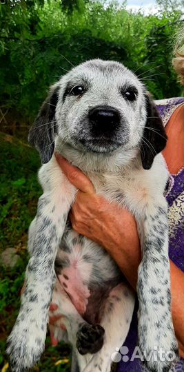 Щенок-девочка в добрые руки