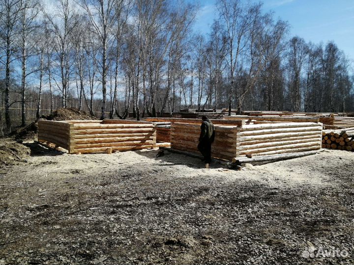 Срубы сосновые из зимнего леса в наличии