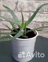 Растение алоэ столетник