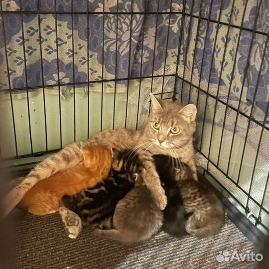 Отлов кошек для стерилизации и пристройства