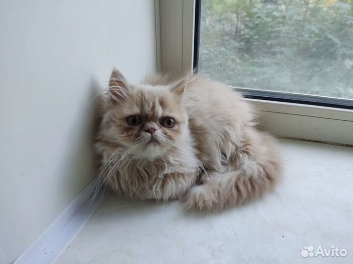 Котёнок перс 6-7мес
