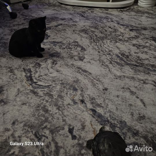 Аквариум с черепахами