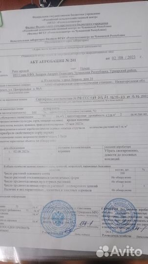 Семена рапса ярового сорт Неман. Элита