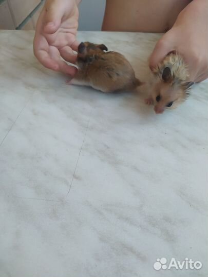 Хомяк бесплатно