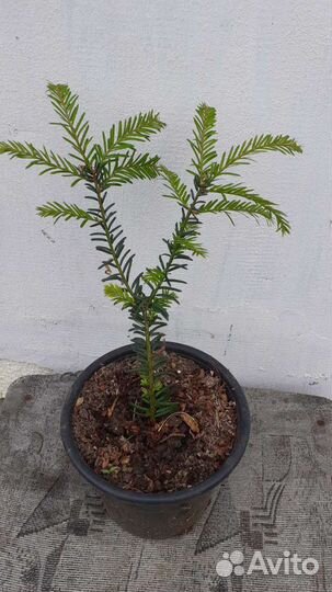 Тис ягодный