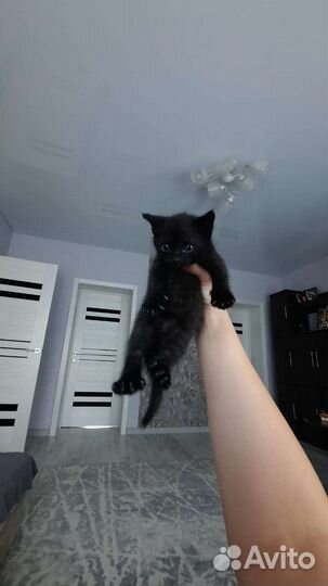 Котята от вислоухой кошки. Мальчики. В добрые руки