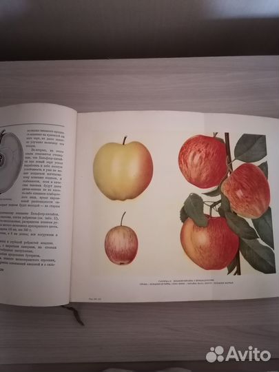 Мичурин И.В. Итоги шестидесятилетних работ