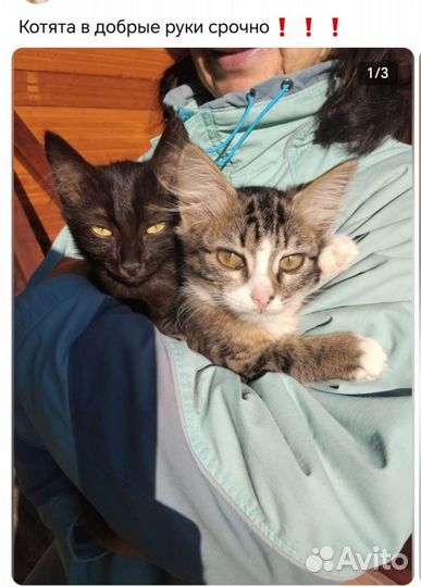 Котик в добрые руки