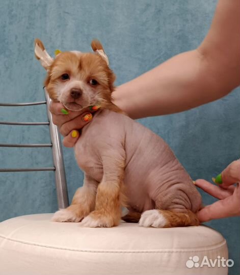 Мальчик Китайской хохлатой собаки