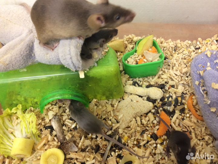 Мышки сатиновые, домовые, далматинцы