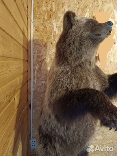 Медведя имитация