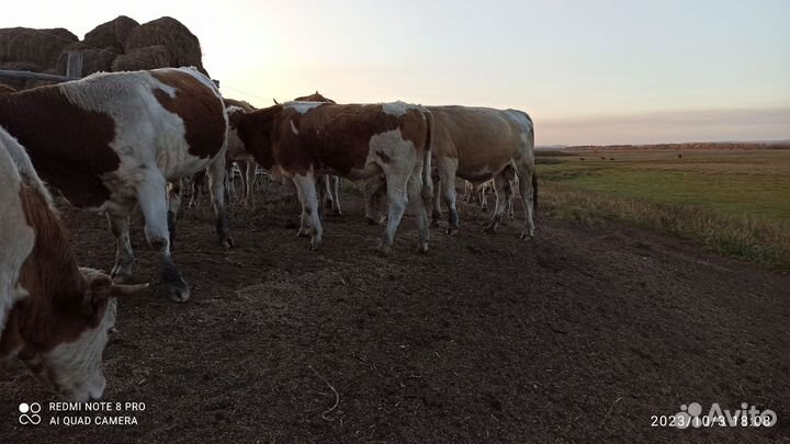 Быки и лошади