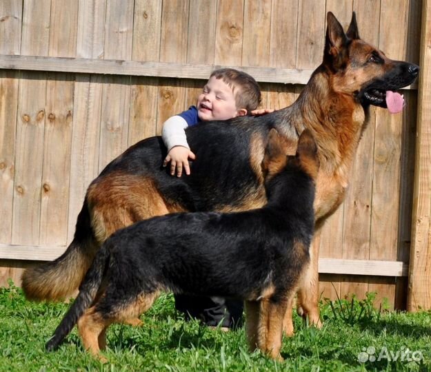 Овчарки немцы- отличные щенки