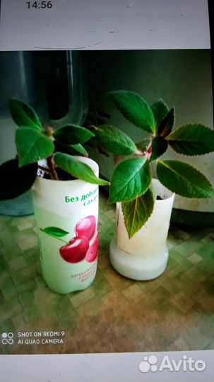 Алоэ,влоэ-вера,мята ком.,бальзам,герань,каллизия