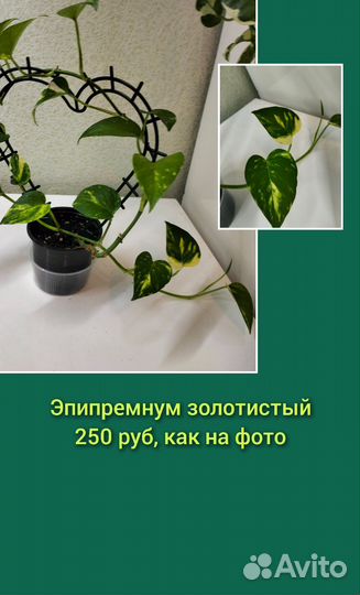 Комнатные цветы