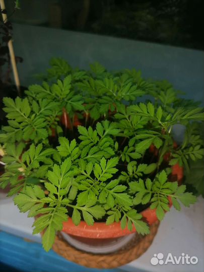 Бархатцы рассада