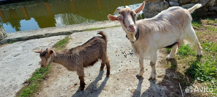 Коза карликовая. Не на курамбайрам