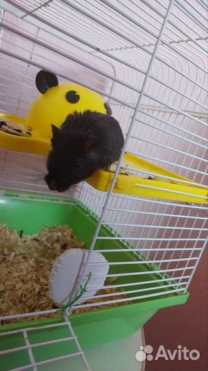 Мышь песчанка