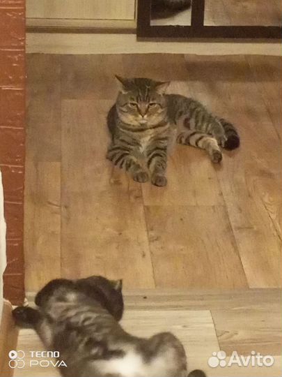 Британский кот на вязку