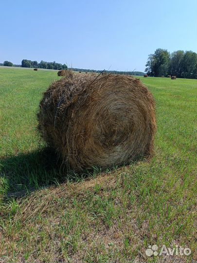 Продам сено в рулонах 3 центнера