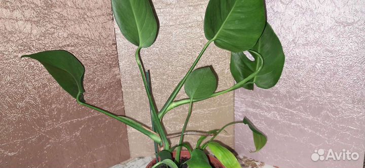 Монстера и бамбук