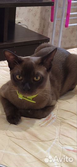 Бурманская