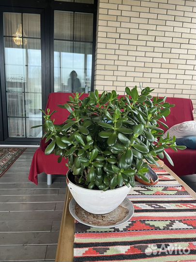 Толстянка красула денежное дерево