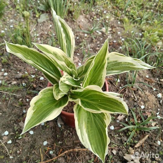 Хоста цветы