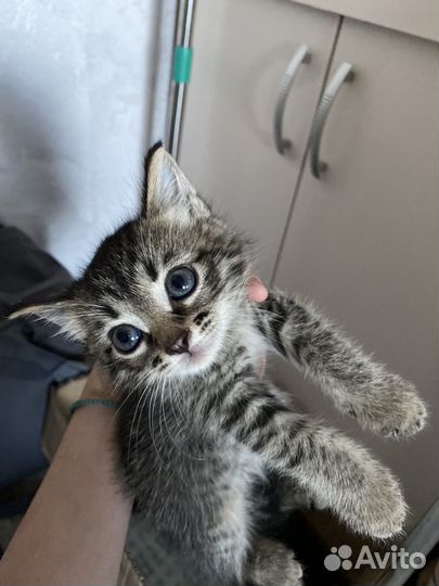 Кошка в дар