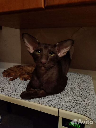 Ориентал, вязка