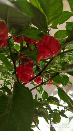 Продажа перцев суперхотов