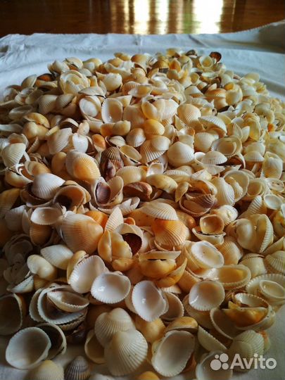 Ракушки скафарка 1,5-4 см