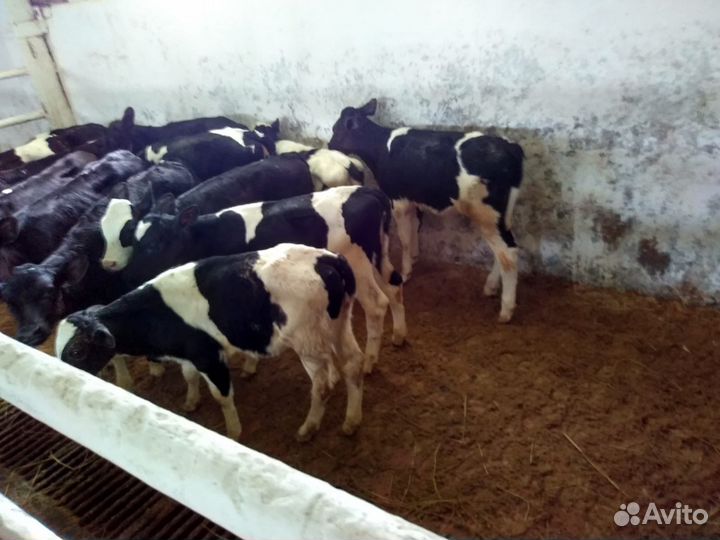 Телята мясной породы бычки