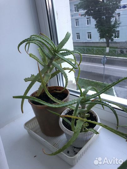 Алоэ вера лечебный