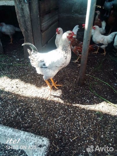 Молодые петухи и индоутки
