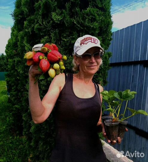 Рассада (саженцы) клубники (70 сортов)