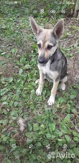 Собаки щенки бесплатно