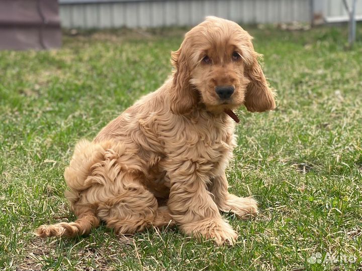 Кокер спаниель