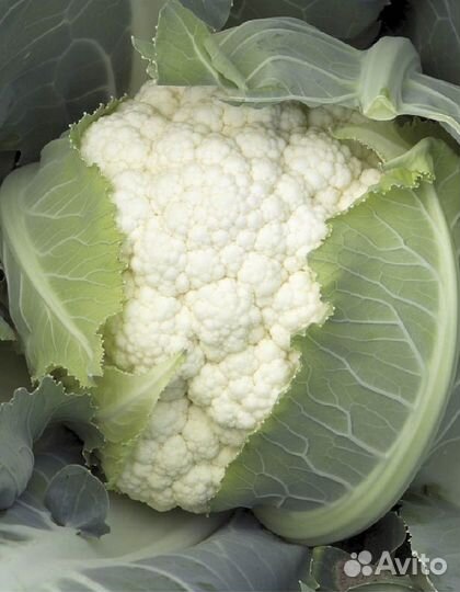 Капуста цветная Фарадей F1 (Syngenta) 10шт. цв.п