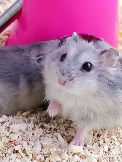 Джунгарский хомяк